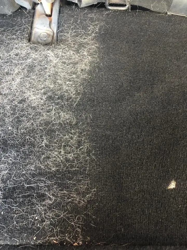 Dog hair removal from car carpet